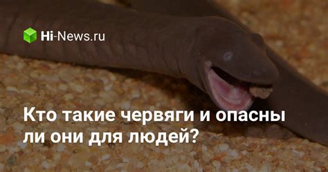 Кто такие червяги и опасны ли они для людей? - Hi-News.ru