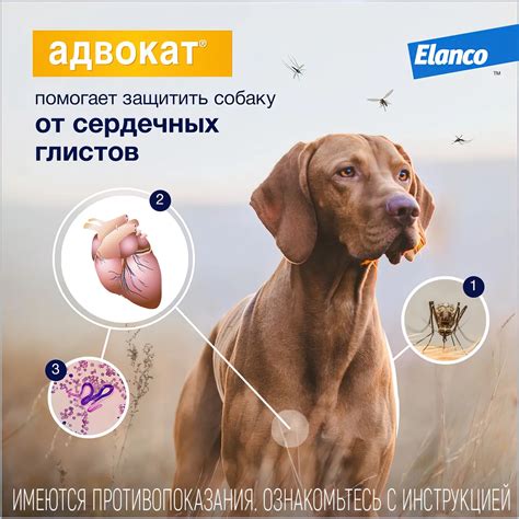 Bayer Адвокат 100 капли для собак 4-10 кг от чесоточных клещей, блох и ...