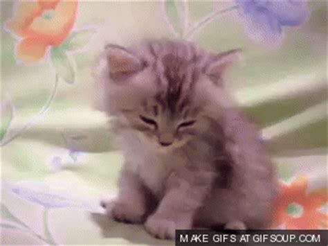 Гифка котик котенок котики гиф картинка, скачать анимированный gif на GIFER