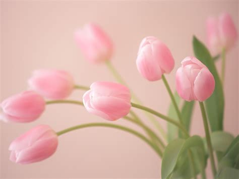 Wallpaper Pink flowers, tulips close-up, bokeh 1920x1440 HD Picture, Image