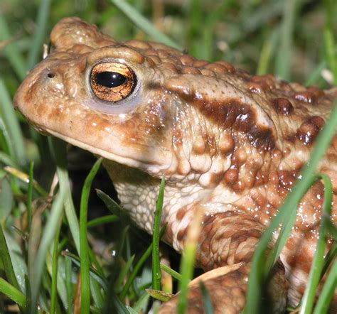 Bufo Bufo (Bufonidae) image 11302 at PlantSystematics.org