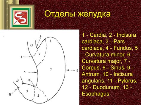 Рак желудка - презентация онлайн