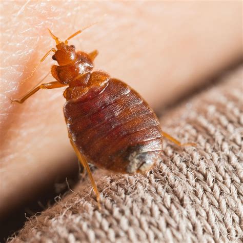 Can You Be Allergic To A Bed Bug at Hayley Eliza blog