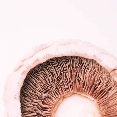 faktor penyebab pertumbuhan jamur panu blog ainhy edelweiss