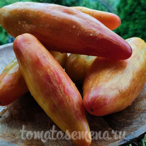 Жёлтый Тюльпан (Yellow Tulip)