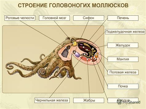 Презентация на тему: "Общая характеристика типа Моллюски - Показать ...