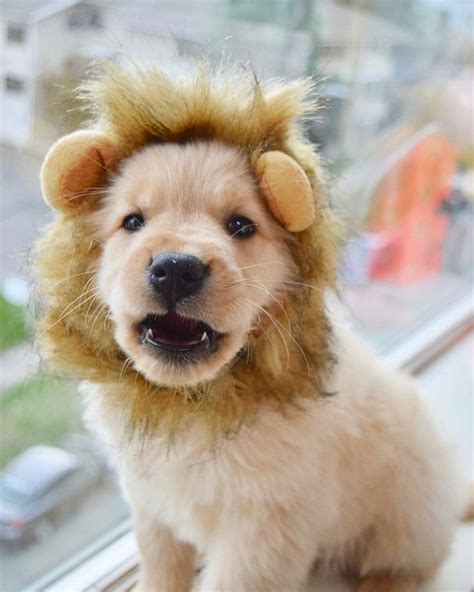 23+ Golden Retriever Fluffy Dog Breeds - l2sanpiero