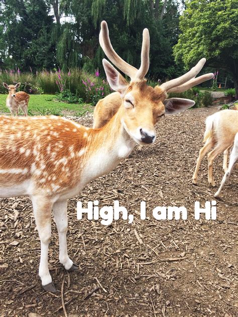 High Deer, Me too Deer 😁 : r/funny