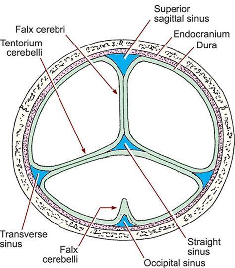 Falx Cerebri