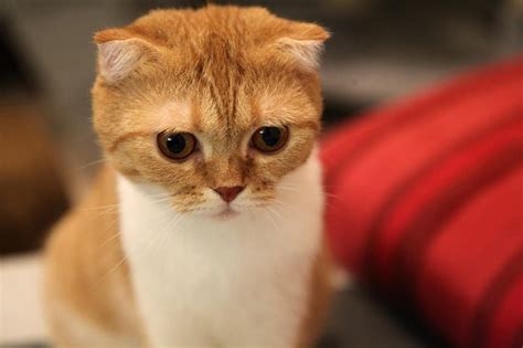 Orange Scottish Fold Cat: Info, Pictures, Facts & History - Catster