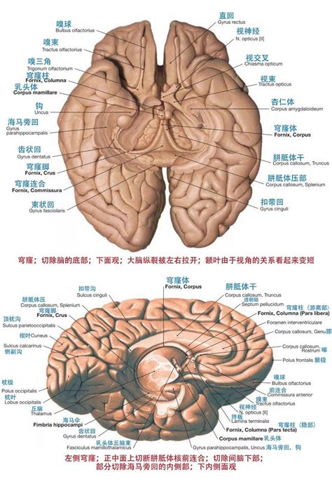 头颅解剖层次结构图-千图网