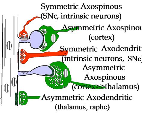 schematic illustration  synaptic connections   medium spiny