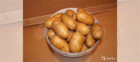 Семенной картофель клубни для посадки купить в Красноярске | Товары для ...