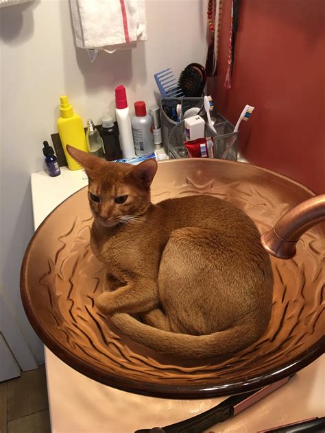 Navi the abby cat...insink : CatsInSinks