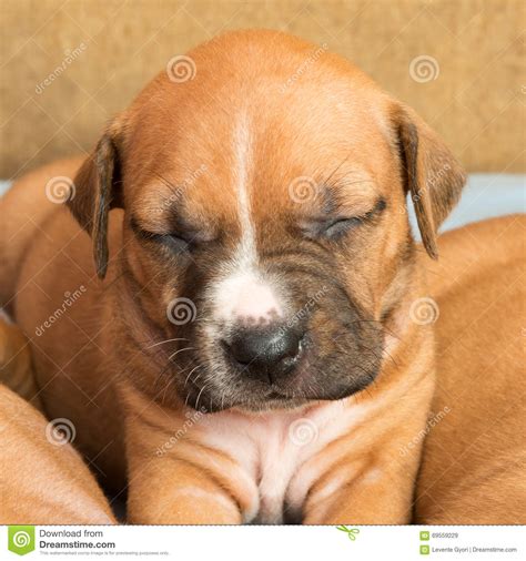 Cute amstaff puppy stock image. Image of love, baby, lying - 69559229