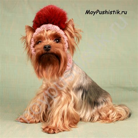 Шапка для собак - Головные уборы - ОДЕЖДА ДЛЯ СОБАК - МОЙ ПУШИСТИК