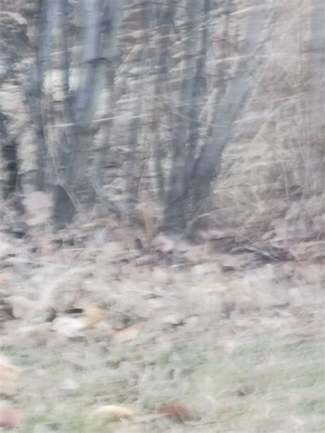 Traveling Tails - Today Mom tried to get a picture of a...