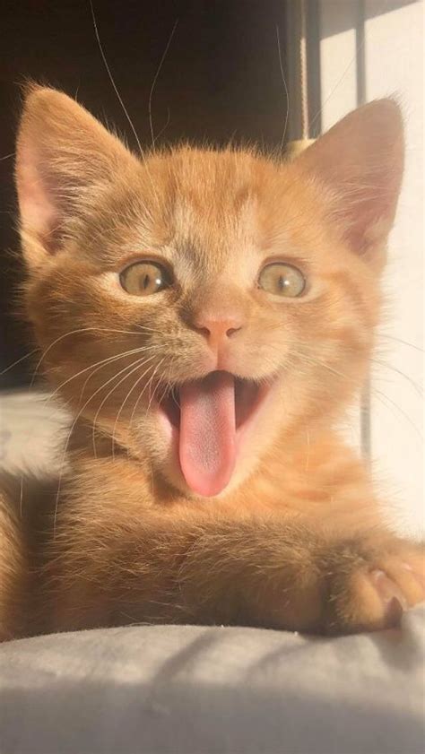 КОТОВАСИЯ (Кошки, коты и котята) — Разное | OK.RU | Mascotas bonitas ...