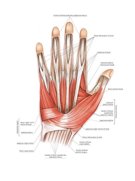 muscles   hand  photograph  asklepios medical atlas science