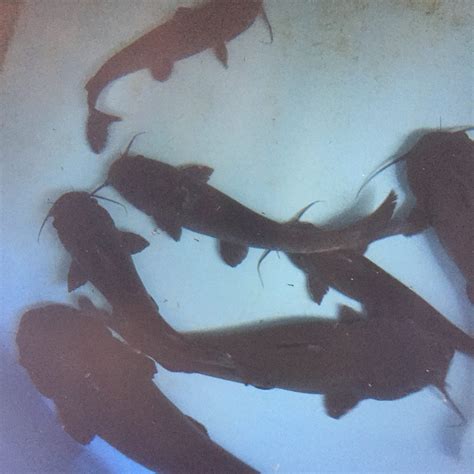 Sturgeon Research – Fish Conservation Physiology Lab