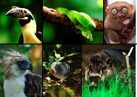Endemism & Uniqueness of Philippine Biodiversity Philippine Clearing ...