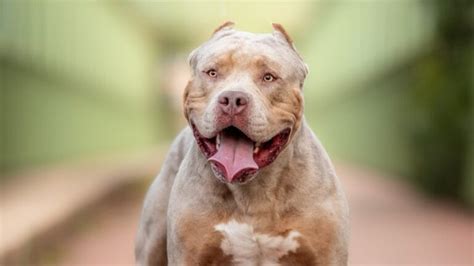11 Facts About XL Bully Dogs That Potential Owners Should Know