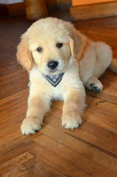 pin  dogs owners space  dogs lovers  cute puppies cute baby
