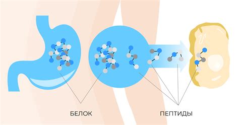 Перевариваются пептидные биорегуляторы в ЖКТ или нет