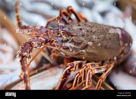 lobster fish market  res stock photography  images alamy