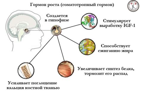 Гормон роста — что это такое и когда вырабатывается?