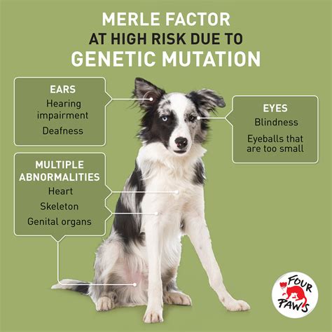 suffering  dogs  genetic disorders  paws international