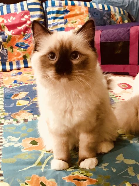 Pin on Ragdoll cats