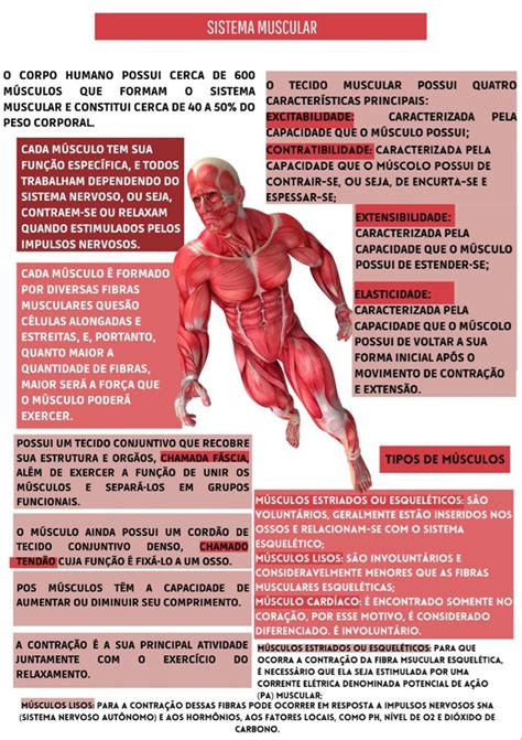 Sistema Muscular Resumo - Sistema Muscular | Resumo sistema muscular, Resumo fisioterapia ...