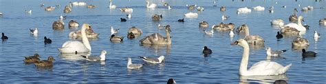 Продаются водоплавающие птицы для свободного содержания