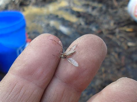 mosquitocoast,squito,stoast_大山谷图库