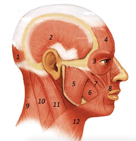 Neck Muscles Diagram | Quizlet