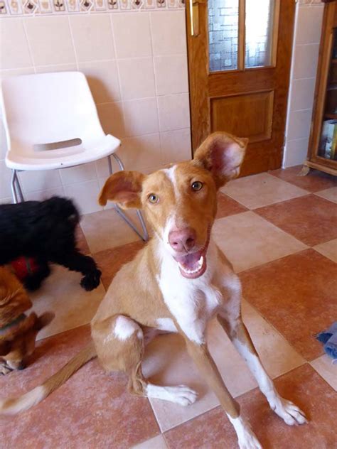 SOS Animals UK