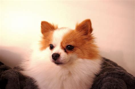 Dog Spitz Dwarf - Free photo on Pixabay - Pixabay