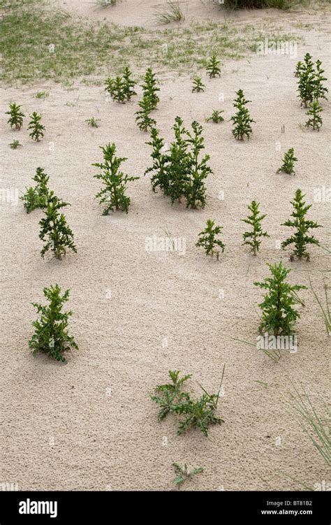 Plants growing in the sand Stock Photo - Alamy