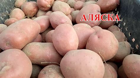 Картофель сорт Аляска - YouTube