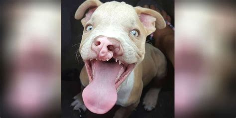 Puppy Who’s A Little Different Has A Blind Sister Who Totally Gets Him ...