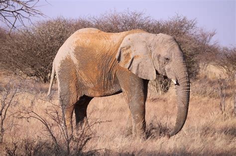 Premium Photo | Elephant basking in african sun after a roll in the mud