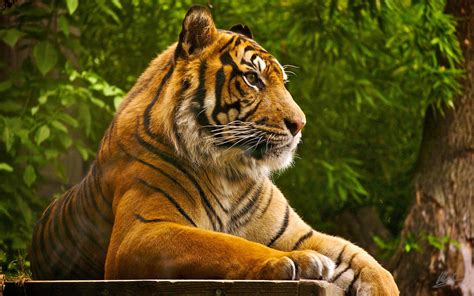Tiger HD Desktop Wallpapers - Top Free Tiger HD Desktop Backgrounds ...
