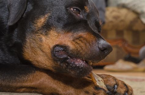 Chaos as Dog Steals Entire Rotisserie Chicken: 'Cannot Believe This