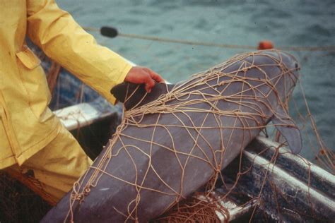 hope   vaquita wwf