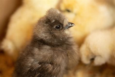 When to Remove Unhatched Eggs