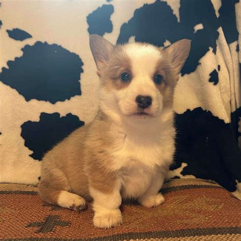 Buy Pembroke Welsh Corgi Puppy in Lincoln Township, IN | #644134