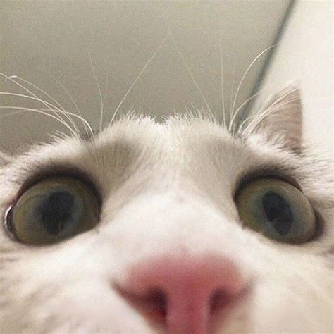 50 Funny Cat PFPs to Make Your Profile Stand Out in 2024 - AMJ