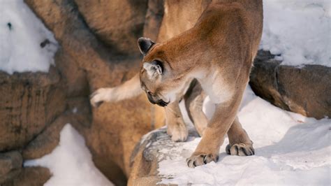 279+ Fotos y Imágenes de Puma Gratis · Banco de Fotos Gratis