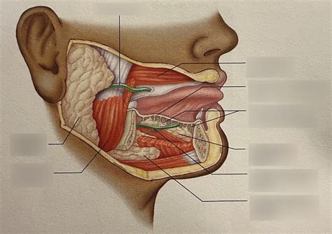 Figure 38.14: Salivary Glands Diagram | Quizlet